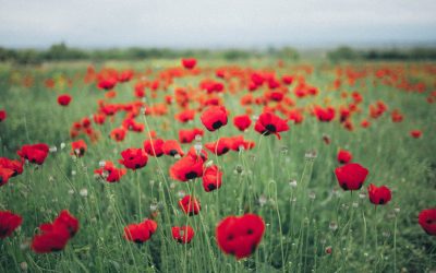 A Message from Care after Combat: As Remembrance Day Approaches